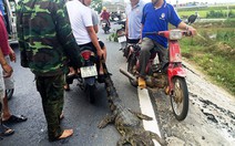 Cảnh báo cá sấu xuất hiện trên sông Soài Rạp