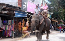 ​Thêm một voi nhà bị chém chết