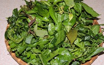 Ra Cù Lao Chàm ăn... rau rừng