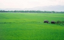 Lúa chất lượng thấp được nông dân chọn trồng nhiều