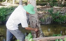 ​Truy tìm thủ phạm “sát hại” hàng loạt cây dừa của nông dân
