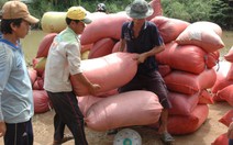 Doanh nghiệp “bẻ kèo” không mua lúa nông dân