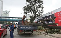 Kỳ họp HĐND TP Hà Nội mổ xẻ vụ thay thế cây xanh