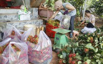 Chôm chôm được mùa, giá giảm mạnh