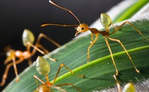 Việt Nam có 379 loài kiến bản địa