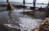 ​Tìm nguồn gây ô nhiễm, bồi thường cho ngư dân