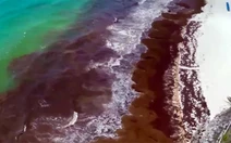 Tảo biển tấn công, Mexico điều hải quân ứng phó