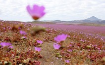 ​Ngất ngây mùa hoa nở hiếm hoi ở sa mạc Atacama