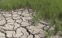 ​Hỗ trợ 19 địa phương khắc phục hạn hán, xâm nhập mặn