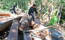 Băm chặt rừng Tây nguyên