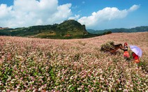 Giấc mơ hoa trên miền phên giậu...