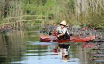 Suối Yến đẹp như tranh vẽ mùa hoa súng