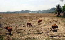 ​El Nino kéo dài tăng nguy cơ lây lan dịch sốt xuất huyết