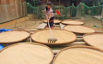 Phơi lúa