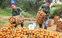 ​Được mùa cam sành Hàm Yên