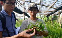 Nhổ bỏ hàng nghìn cây hoa lily do thối ngọn