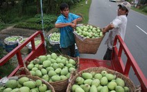 “Săn” xoài cát chu để xuất khẩu