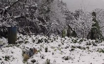 Đài Loan rét bất thường, 85 người chết