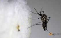 Phát hiện virút Zika lây qua đường truyền máu