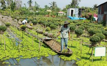 Hoa tết: hoàng yến lên ngôi, cúc mâm xôi nở trễ