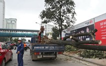 Chủ tịch Hà Nội yêu cầu cử người đi "du học" quản lý cây xanh