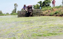 Cấm cán bộ nhậu nhẹt  khi đi chống hạn, mặn