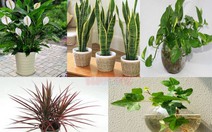 5 cây phong thủy hút độc chất trong nhà bạn