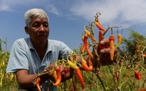 Thiên tai chẳng bằng... nhân tai