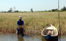 Mặn hơn nước mắt