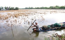 GS Võ Tòng Xuân :Không nên đua trồng lúa bằng mọi giá