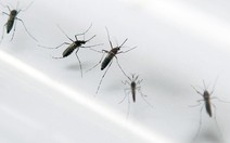 Một du khách đến VN nhiễm virus zika