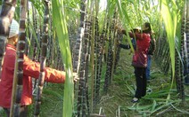 ​Hạn, mặn làm “cạn” mía nguyên liệu