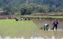 ​Các tỉnh phía Bắc tập trung sản xuất vụ Đông Xuân