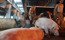 Ngại hủy heo có chất cấm thì gọi cho bộ
