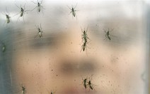 Diệt lăng quăng mới ngăn từ gốc sốt xuất huyết, Zika