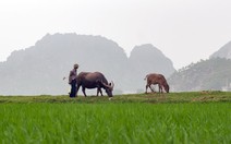 ​Chăn trâu