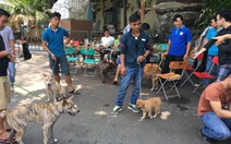 Phong trào nuôi chó H'Mông đuôi cộc sôi nổi ở Sài Gòn