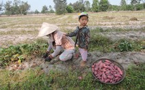 Mùa khoai lang vùng đất cát Quảng Nam 