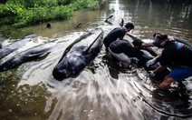 Cứu bạn, hàng chục cá voi mắc cạn ở Indonesia