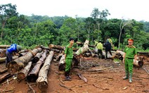 Bán cả rừng nguyên sinh dưới dạng rừng nghèo