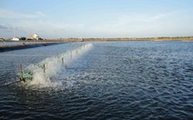 ​Kế hoạch phát triển nuôi tôm nước lợ 6 tháng cuối năm 2016