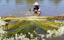 Ngây ngất mùa hoa súng miền Tây