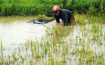 7 người chết và mất tích vì mưa lũ ở Nghệ An