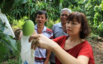 Trồng xoài... qua mạng