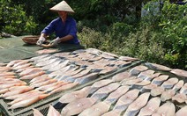 ​Vị ngon riêng biệt của cá thu một nắng Đồ Sơn