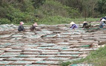 Nước mắm lo thiếu cá cơm