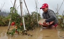 Mưa lũ đổ xuống,  rau xanh tăng giá