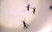 Quận Bình Thạnh nhiều ca nhiễm Zika nhất TP.HCM
