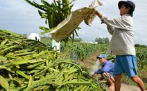 ​Nông dân lại phải đổ bỏ thanh long