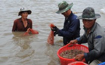 Lại đua nhau nuôi tôm